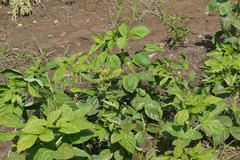 Cyamopsis tetragonoloba
